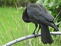 2014-0530-1105_YoungCrow _17.6C